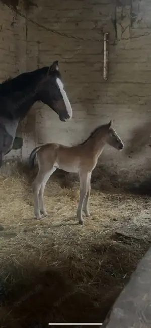 Suche Fohlen Absatzfohlen Warmblut Warmblut-Mix