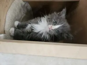 MAINE Coon kitten 3 Kater noch frei 