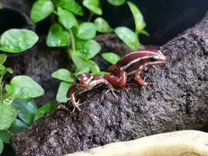 Epipedobates anthonyi zu verkaufen  Bild 2