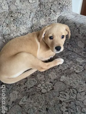 Golden Retriever und Labrador 