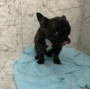 Ich verkaufe meine Hund Bobi