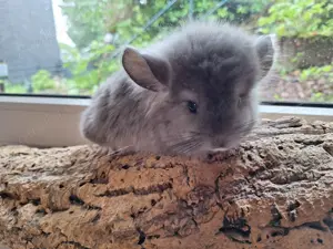 Chinchillajungtiere alles Böckchen