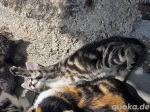 Babykatzen 