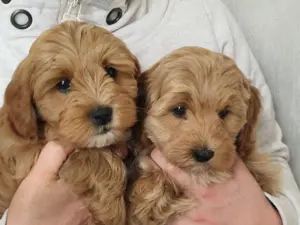 Welpen ab sofort abzugeben *Pudel-Mischling* Vater: Zwergpudel   Mutter: Tibetdoodle Cavapoo