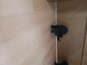 Babykatzen