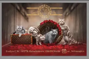 BKH Britisch Kurzhaar Tabby Classic Ticked 