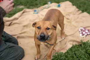 Hailey, z.Z in Ungarn, ausgewachsen und gut sozialisiert