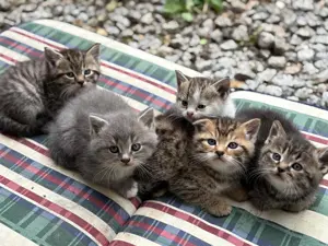 5 BKH baby katzen  