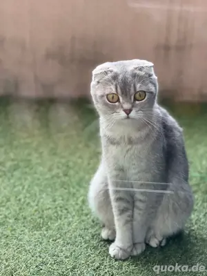 Wunderschöne BKH Katze abzugeben