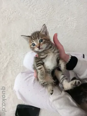 Main Coon Mix Kitten 