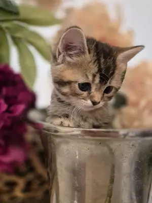 BKH Britisch Kurzhaar Tabby Classic Ticked 