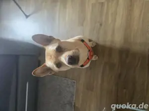 Hund abzugeben