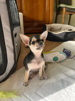 Reinrassiger Chihuahua Welpe 