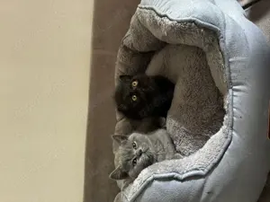 Reinrassige BKH Britischkurzhaar Kitten abgabebereit 