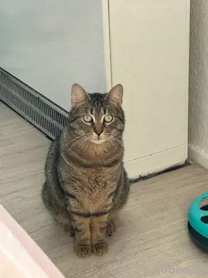 Tomy auf Pflegestelle in 59399 Olfen