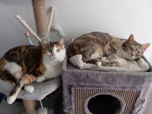 2 wunderschöne Glückskatzen in liebevolle Hände abzugeben 