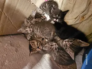 Katzen Babys 