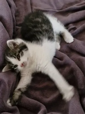 Katze weiblich 2 jahre