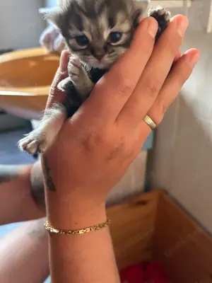 Perser kitten 