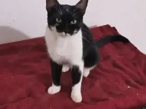 Kater Pirat sucht neuen Wirkungskreis Bild 3