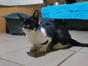 Kater Pirat sucht neuen Wirkungskreis Bild 2