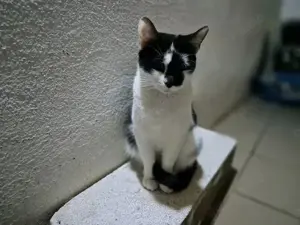 Katze Nina sucht ihre Dosenöffner Bild 2