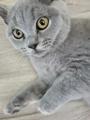 BKH Zuchtkatze !!!