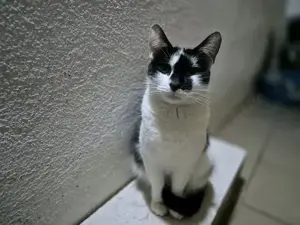 Katze Nina sucht ihre Dosenöffner Bild 3