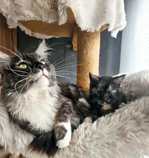 Maine Coon x Britisch Kurzhaar Kitten