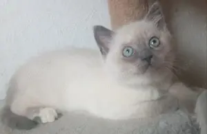 Zuckersüße BKH Kitten