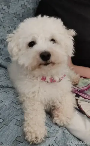 Welpe Bichon Frise