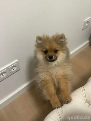 Wunderschöne Pomeranian-Hündin (5 Monate) sucht liebevolles Zuhause