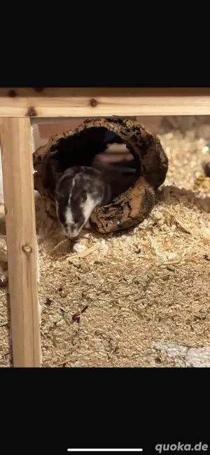 zwei hamster 