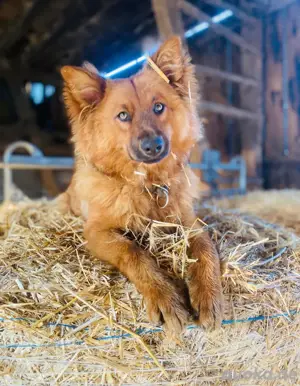 Harzer Fuchs welpen suchen ein zuhause 