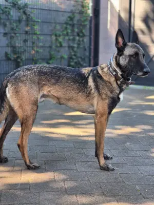 *DINO* - der Malinois ist bereits in Deutschland. Sie dürfen ihn gerne kennenlernen. 