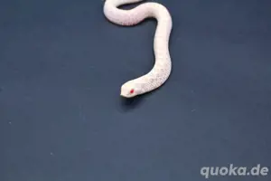 Snow (Albino + Axanthic) Hakennasennattern ( Heterodon Nasicus ) Bild 2