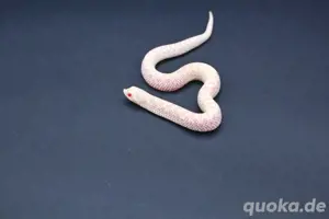 Snow (Albino + Axanthic) Hakennasennattern ( Heterodon Nasicus ) Bild 3