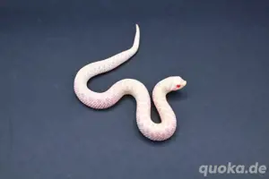 Snow (Albino + Axanthic) Hakennasennattern ( Heterodon Nasicus )