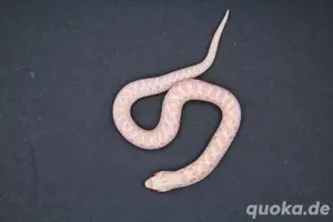 Snow (Albino + Axanthic) Hakennasennattern ( Heterodon Nasicus ) Bild 5