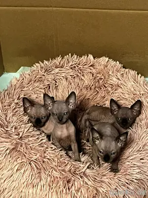 Kanadian Sphynx Kitten 