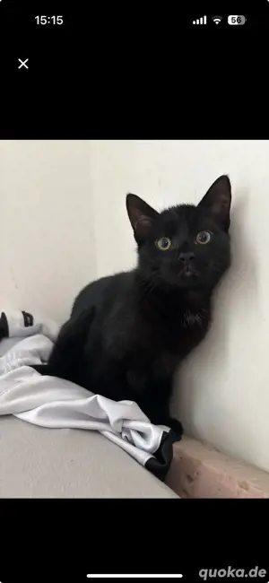 Katze abgeben  