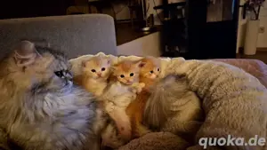 BKH-Kitten 