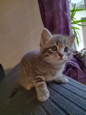 BKH- Mixkitten abzugeben