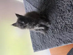 Maine coon kitten mit Gesundheitszeugnis 