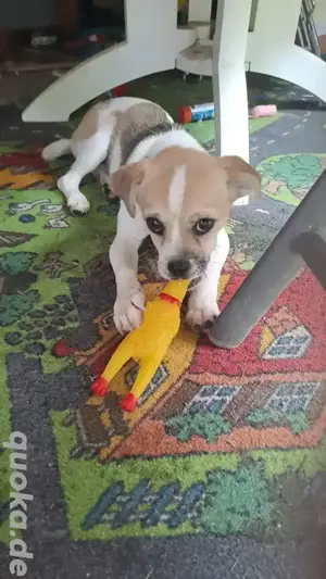 Chihuahua Pekinese Welpe Mischling 