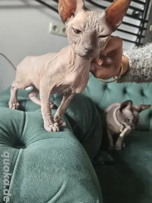 kitten baby Canadian Sphynx  Bild 2