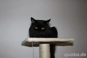 persische Katze Lange Haare