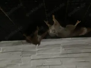 4 Europäische Eichhörnchen aus 2 Würfen