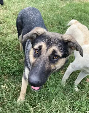Minu, geb. ca. 09 2022, lebt in GRIECHENLAND, im städt. Tierheim Serres Bild 3