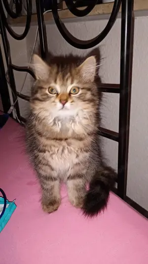 Perserkatze Weibchen sucht neues Zuhause 